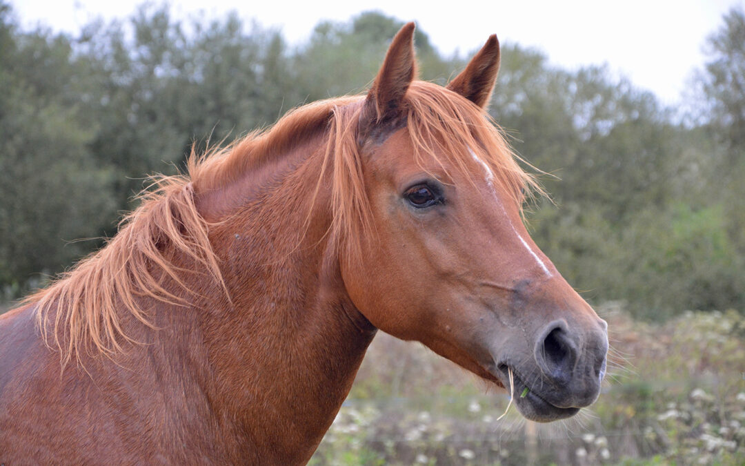 Quando l’animale ci fa da specchio