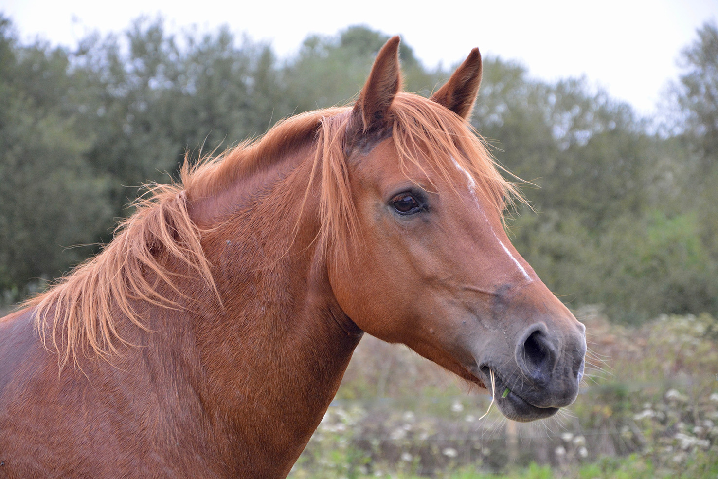 Quando l’animale ci fa da specchio