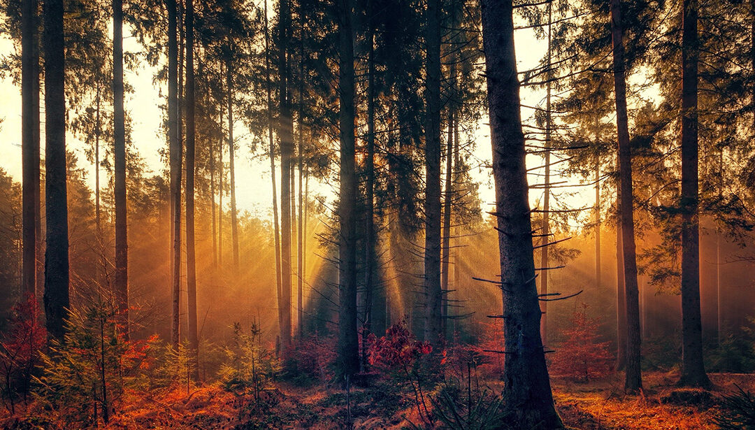 La voce delle piante