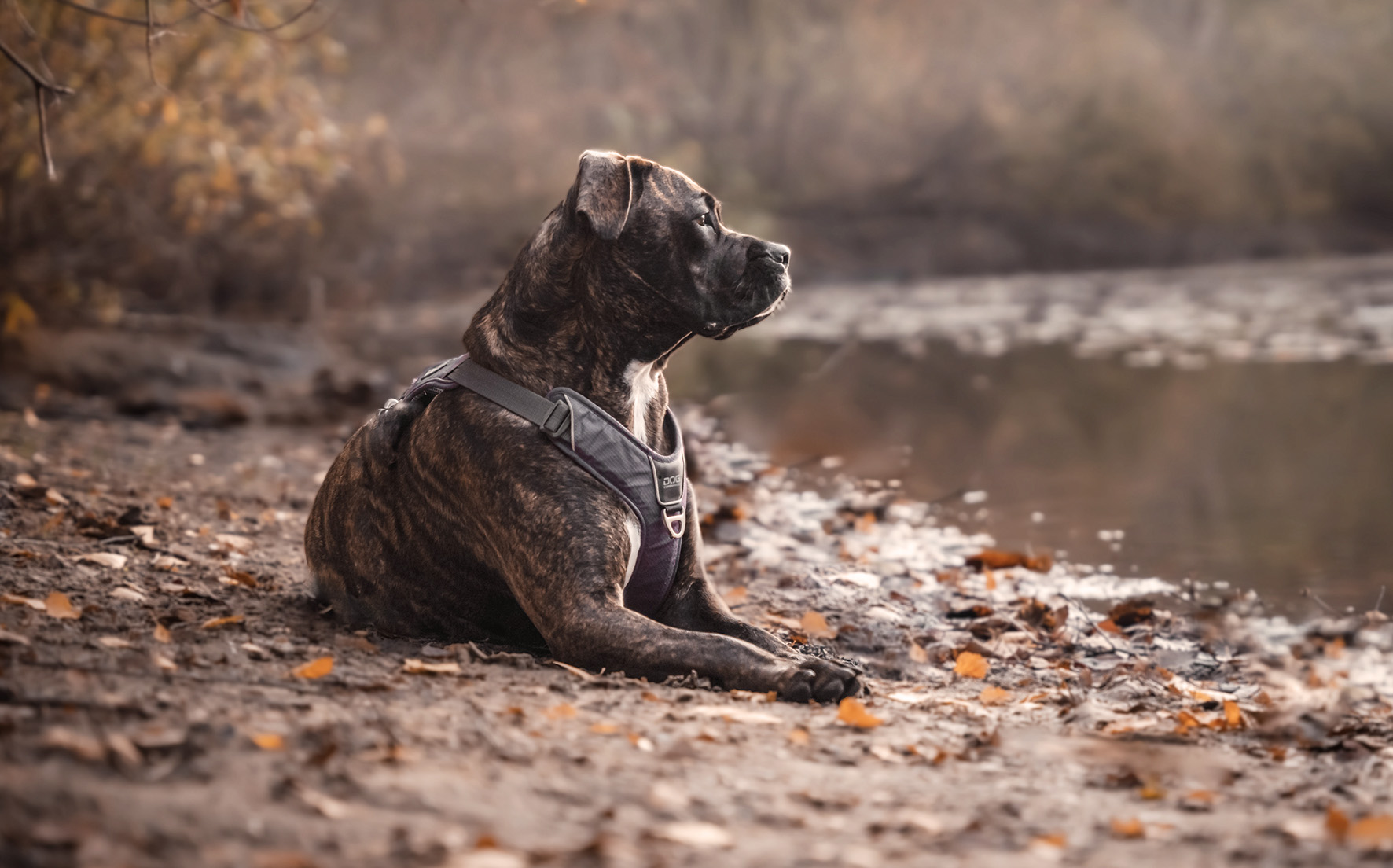 Più che mai prezioso il rapporto con gli animali